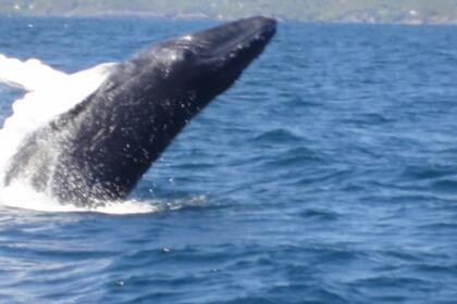 WHALES IN SAMANA FROM JANUARY TO APRIL, WHALES VISIT US. THEY COME EVERY YEAR TO MATE AND GIVE BIRTH. ENJOY THE SHOW IN COMFORT. HAITISES AND CAYO LEVANTADO AND THE WHALES