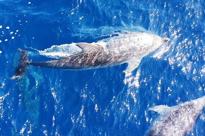 BENETEAU FIRST 45 avec Skipper