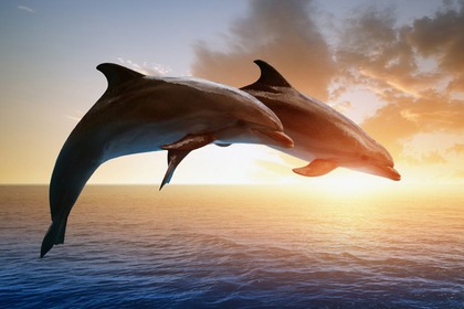 GLOEDNIEUWE RIB 5MT, JE RIJDT MET 40PK MOTOR