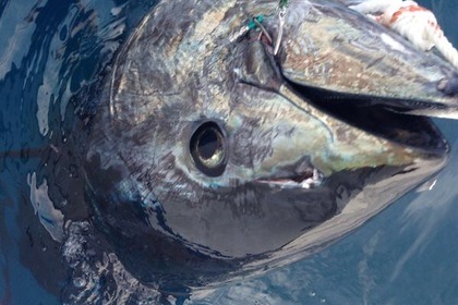 Pesca paseo Marbella