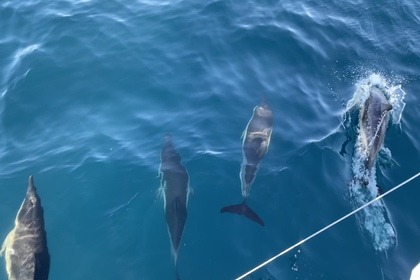 Miete Katamaran BENETEAU EXCESS 14 Ajaccio