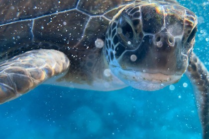 Luxury Yacht Cruiser