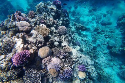 **Shared Romantic Full-Day Yacht Cruise to Ras Mohamed & White Island**