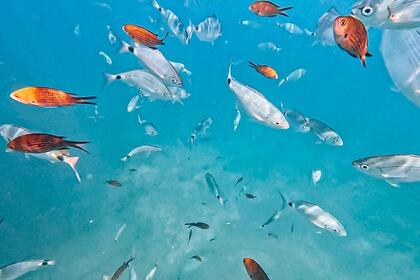 Private Boat Trip - Charter  Can Picafort ·