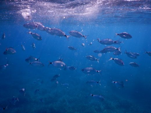 Bonifacio Sailboat Jeanneau Voyage 12,50 alt tag text