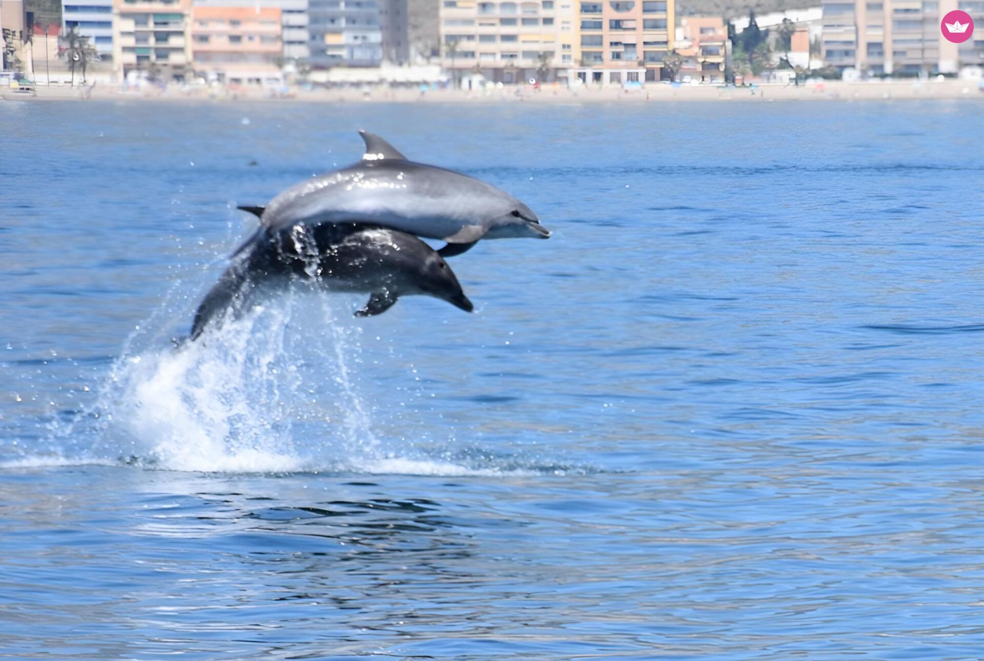 Bateau sans permis BARCO PRIVADO PARA VISTAMIENTO DE DELFINES 15cv 8