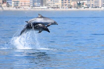 Location Bateau sans permis  BARCO PRIVADO PARA VISTAMIENTO DE DELFINES Benalmádena