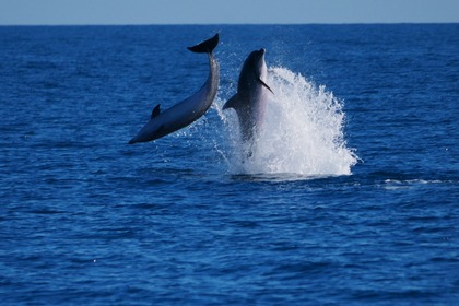 Miete Katamaran Beneteau EXCESS 14 La Maddalena