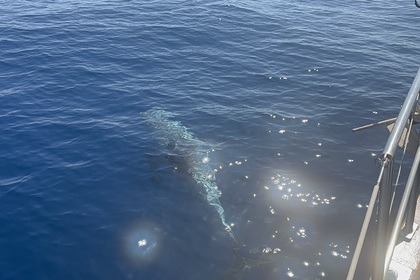 ALQUILER DIARIO - DAY CHARTER Velero exclusivo de 11 metros - ENDURANCE 35 en GARRAF-SITGES