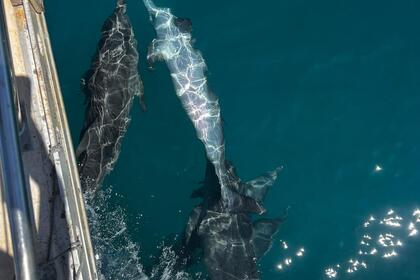 Sailing boat Aldebaran