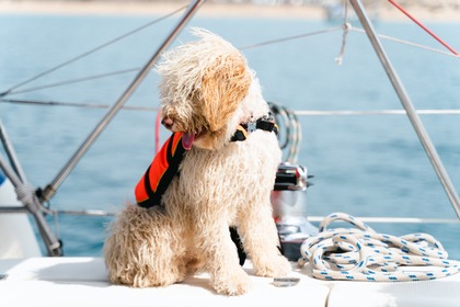 Sailboat Bavaria 44 with Skipper (13,6 m)