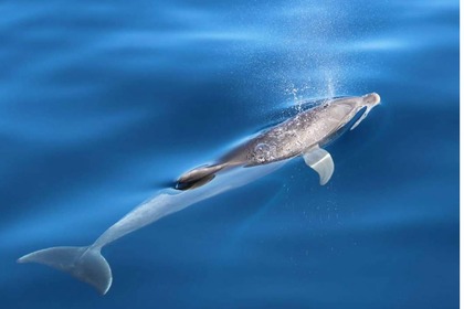 Happy boat in Veli Losinj