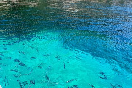 Insidias Fly 200 HP- FREE FUEL AND SKIPPER