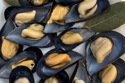 Adriatica - Merry Fisher 895 (2023)