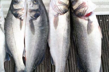 Rental Motorboat Sunseeker Portofino 31 Porto