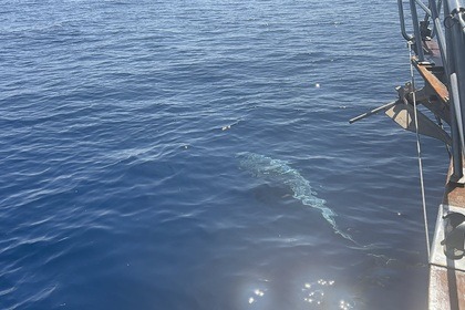 ALQUILER DIARIO - DAY CHARTER Velero exclusivo de 11 metros - ENDURANCE 35 en GARRAF-SITGES