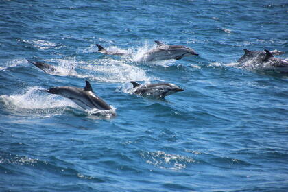 Alquiler Velero Furia 334 restauración Artha Sotogrande