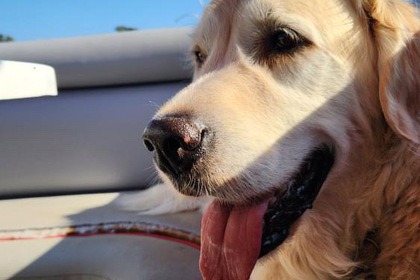 Sunseeker camargue 46