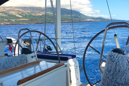 Bavaria 50 Cruiser -  15,40m  Melodia