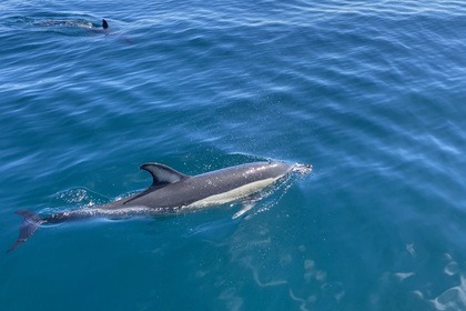 Beneteau 8.8 Spacedeck for rent