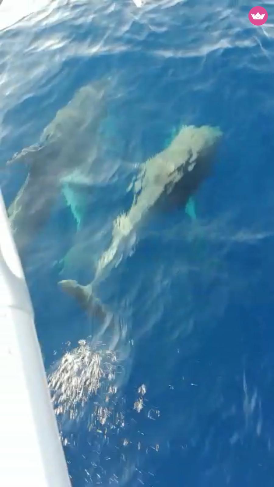 Bavaria Cruiser en La Valeta en alquiler