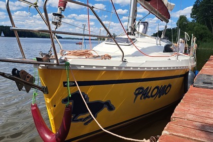 Janmor 28 sy Palomino Zalew wiślany.