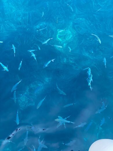 Split Sailboat  Bavaria 37 Cruiser alt tag text