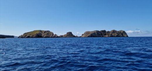 Port d'Andratx Motorboat Sea Ray 19 SPX alt tag text