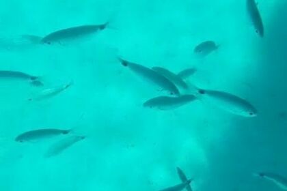 GRGINIC YACHTING SHARK B 23