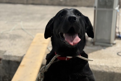 Арендуйте парусную яхту дл