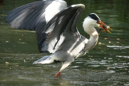 sailboat for a day trip on the river Erdre at 6, or a weekend at 4, no permit required