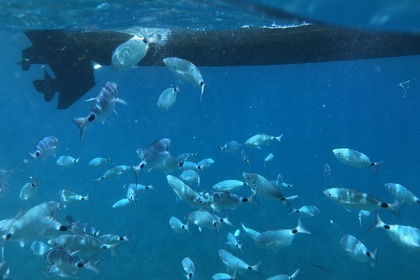 Quicksylver 555 Activ Cabin 115 CV