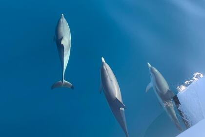 Mèfi M - Sailing boat 14m Sun Odyssey 469