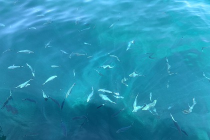 Beneteau Flyer Sundeck 7.7 avec Skipper Expérimenté