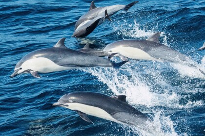 BARCO SIN LICENCIA FÁCIL MANEJO