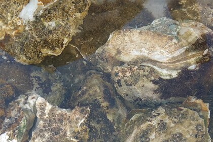 Alquiler de caramarán