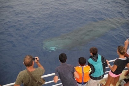 Location Catamaran Multicap  Caraibe Deshaies