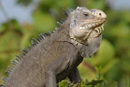 Sur Sillage, croisière intime dans l'Archipel de la Guadeloupe