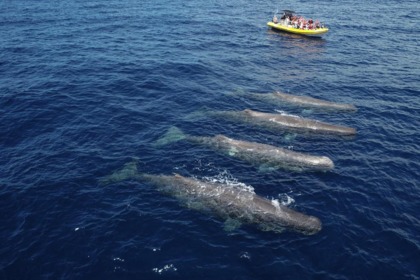 Rental RIB Searib's Vanguard Madeira