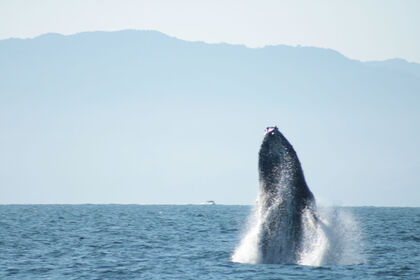 Puerto Vallarta 57' Catamaran ChicaFun5