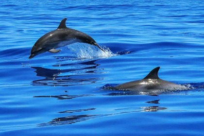 Private Luxury Morning Trips on JACKPOT (15.10 m)