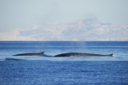 Miete Motorboot Croix du Sud V vedette à passagers Sanary-sur-Mer