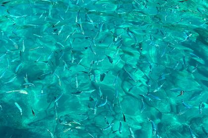 7-HOUR 5 TERRE TOUR (PRIVATE)