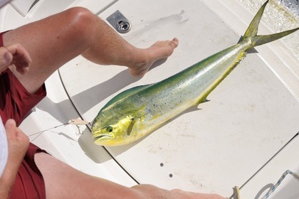 Sur Sillage, croisière intime dans l'Archipel de la Guadeloupe