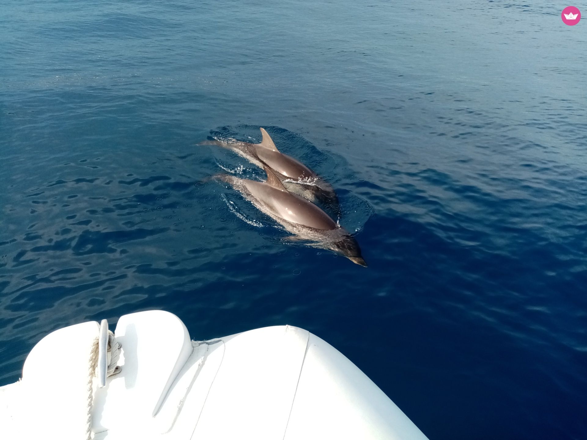 Location Semi-rigide Yamaha Selva 570D Saint-Laurent-du-Var