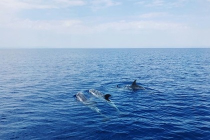 Bavaria Yacht 32 Sport Day Cruiser