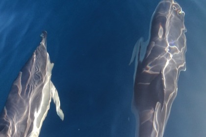 Pacific craft 6,70 open 200cv neuf