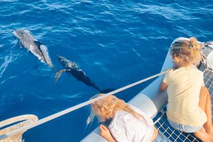 Catamaran de croisière rapide