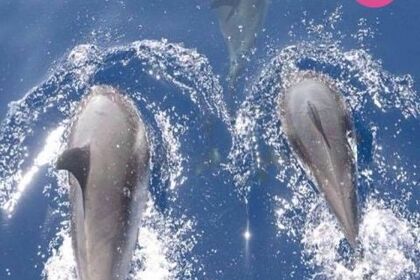 Beneteau Oceanis 411 Clipper (4 cabine)