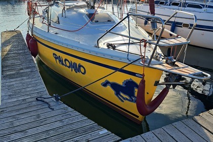 Janmor 28 sy Palomino Zalew wiślany.